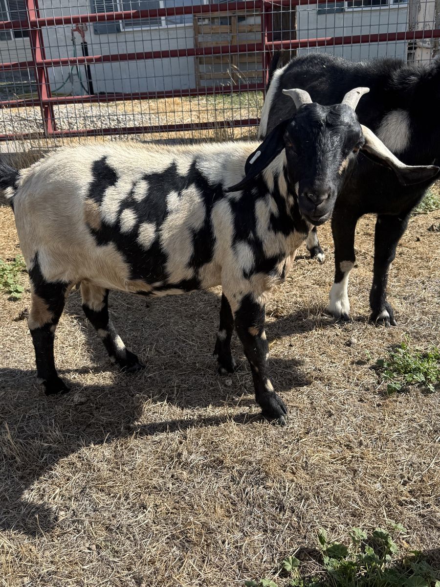 Boer Goat herd 