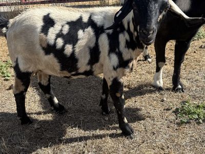 Boer Goat herd