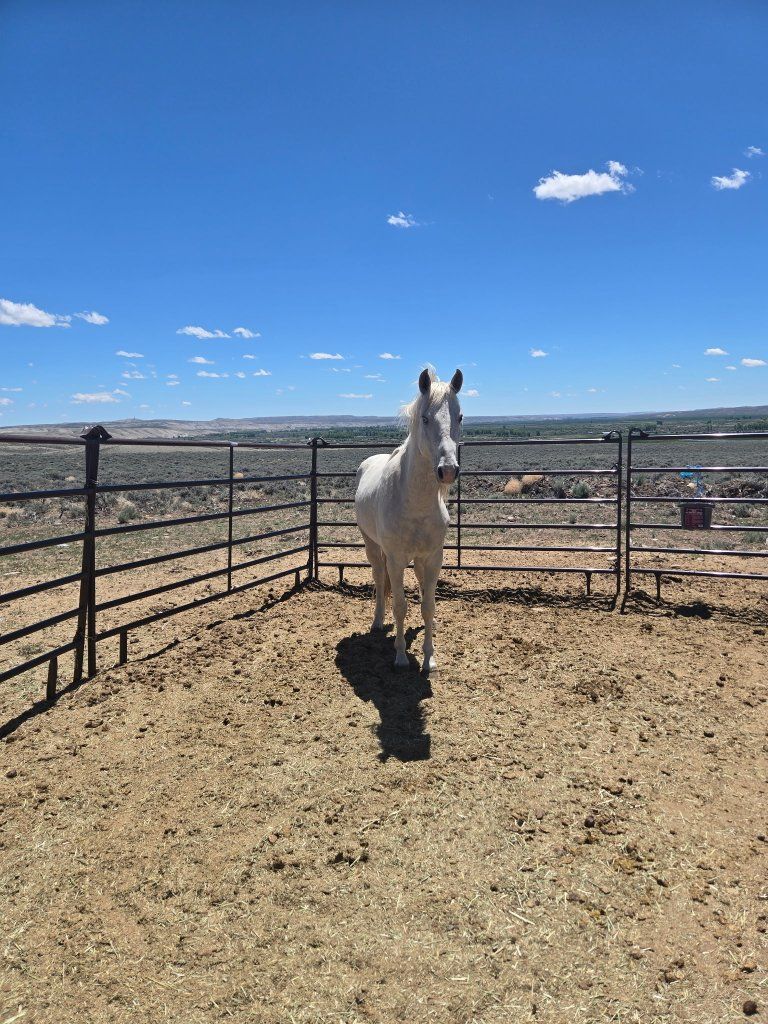 Horse Grade Gelding