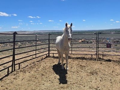 Horse Grade Gelding