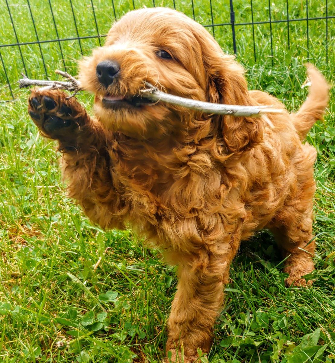 Mini Red Goldendoodles