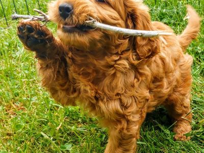Mini Red Goldendoodles