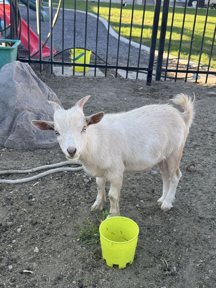 White male Nigerian dwarf Goat