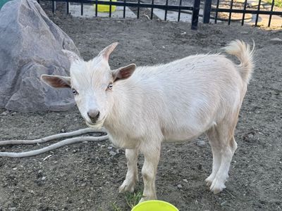 White male Nigerian dwarf Goat