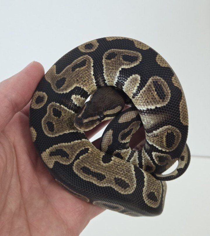 Chocolate Male