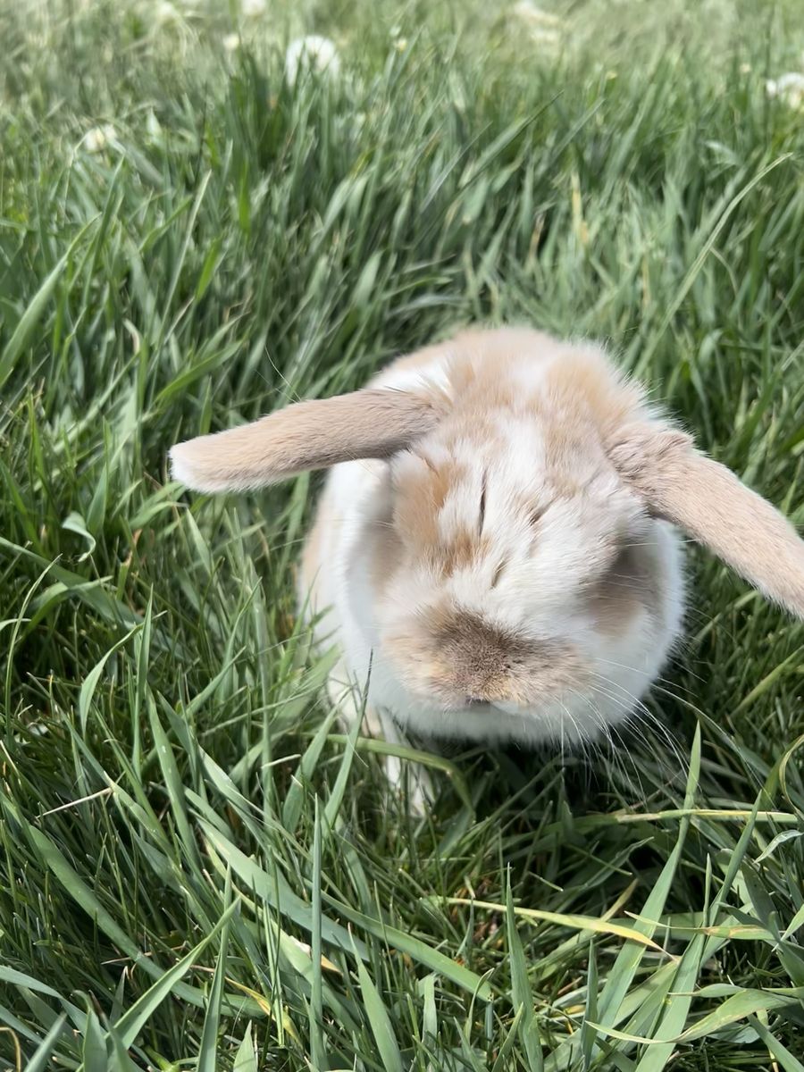 Male Holland lop