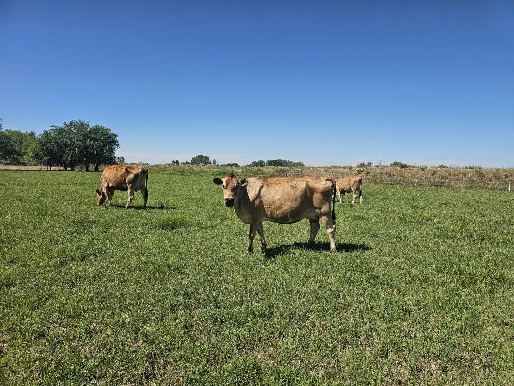 Pregnant, lactating, nurse cows, heifers, steers, beef cross.