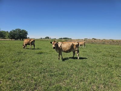 Pregnant, lactating, nurse cows, heifers, steers, beef cross.