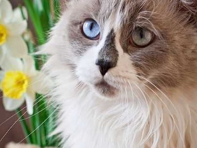 Beautiful Fluffy Cat with Striking Blue and Green Eyes - Perfect Pet Companion