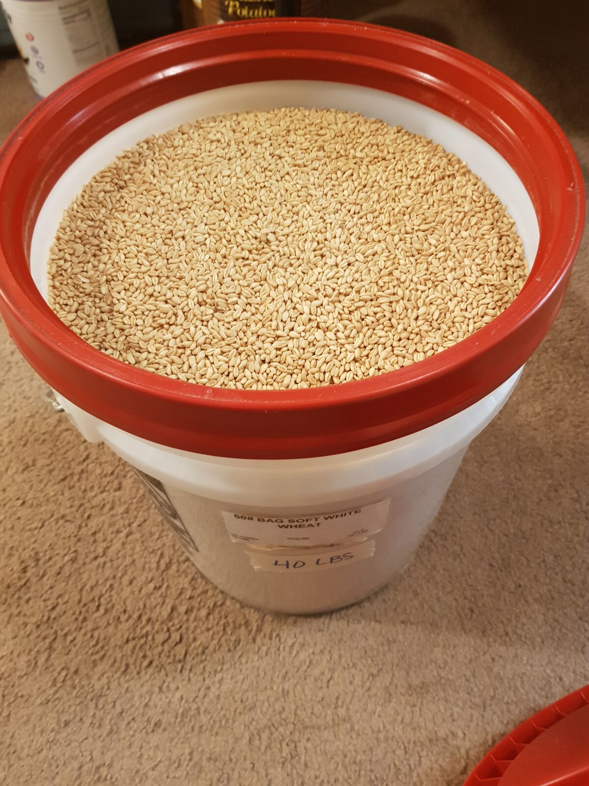 40lbs of Soft White Wheat for Food Storage or use