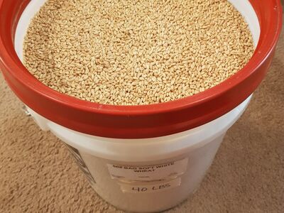 40lbs of Soft White Wheat for Food Storage or use