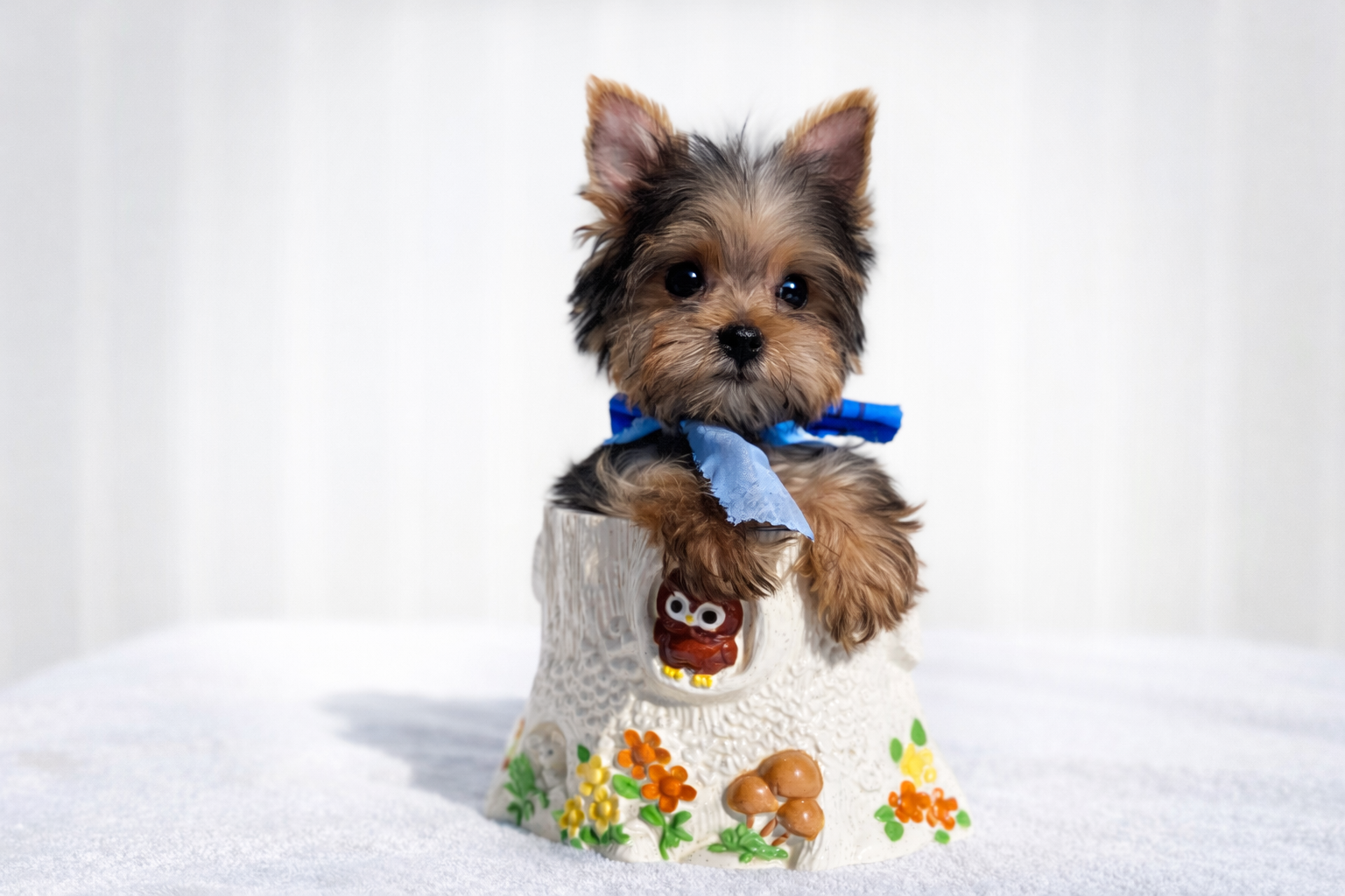Yorkie Puppies yorkies puppie cachorros Yorkshires Purebred miniature teacup NO AKC dog grooming