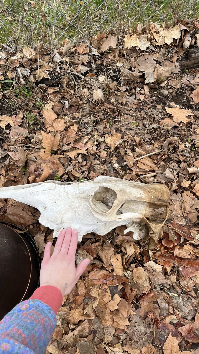 Cow Skull/Deer Skull/ Assorted Bones