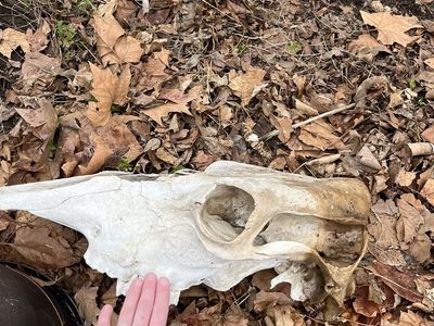 Cow Skull/Deer Skull/ Assorted Bones
