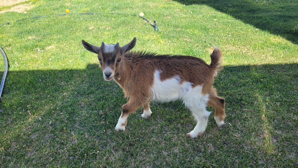 Nigerian Dwarf Buckling