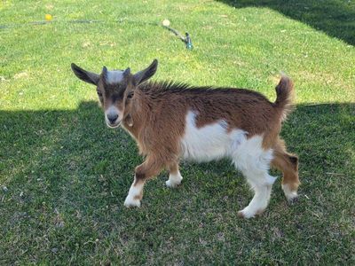 Nigerian Dwarf Buckling
