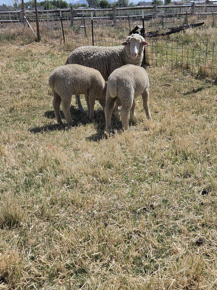 lambs