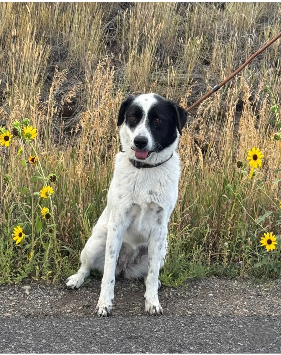 Border Collie Mix