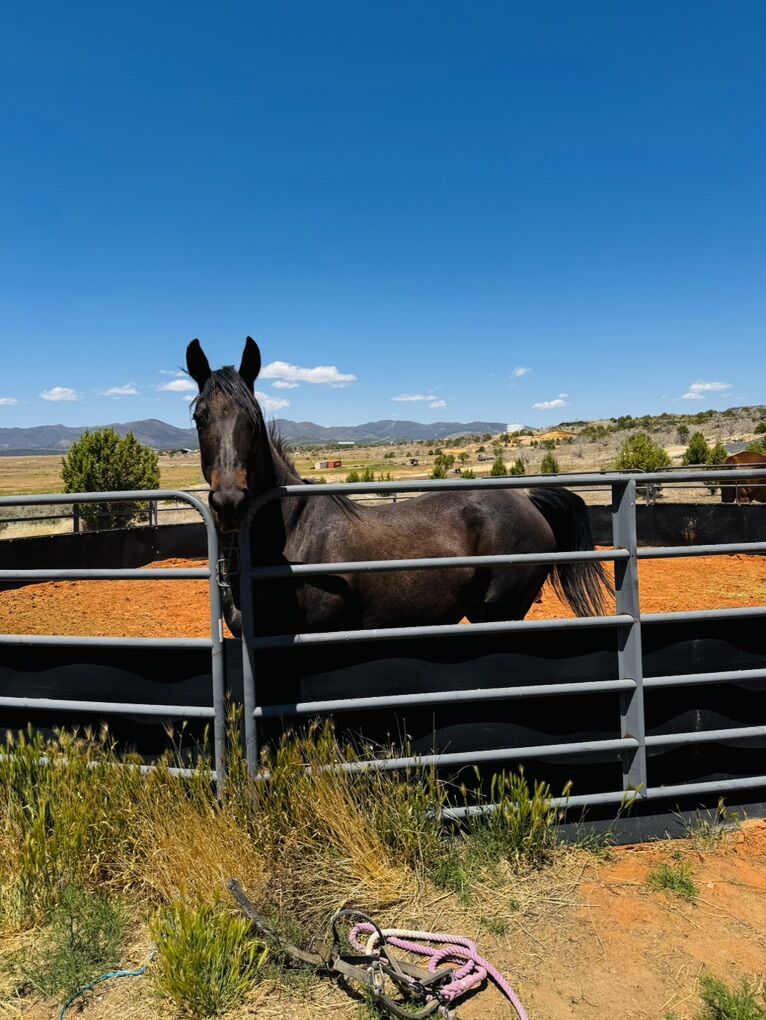 Quarter Horse Mare For Sale