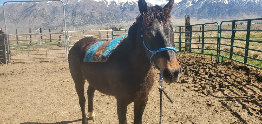 3 yr old Gelding
