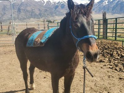 3 yr old Gelding