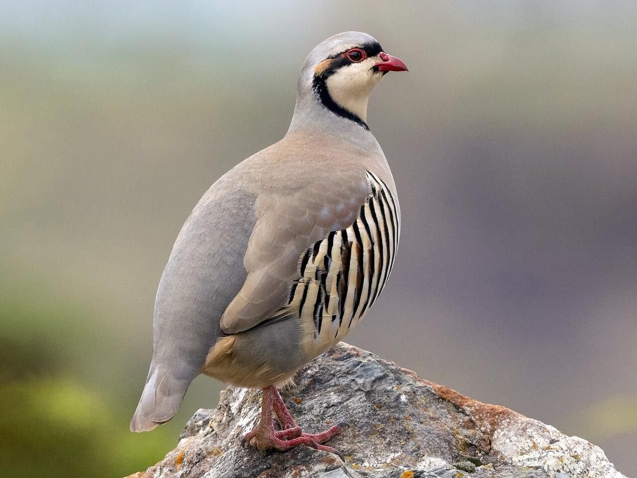 CHUKARS