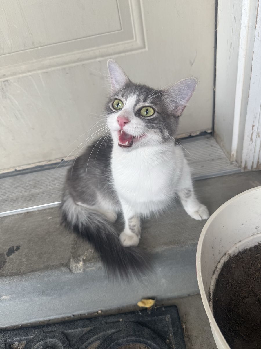 Beautiful Sweet Kitty To Loving Home