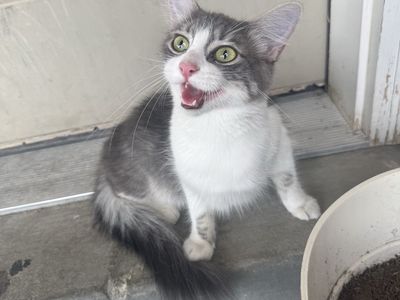 Beautiful Sweet Kitty To Loving Home