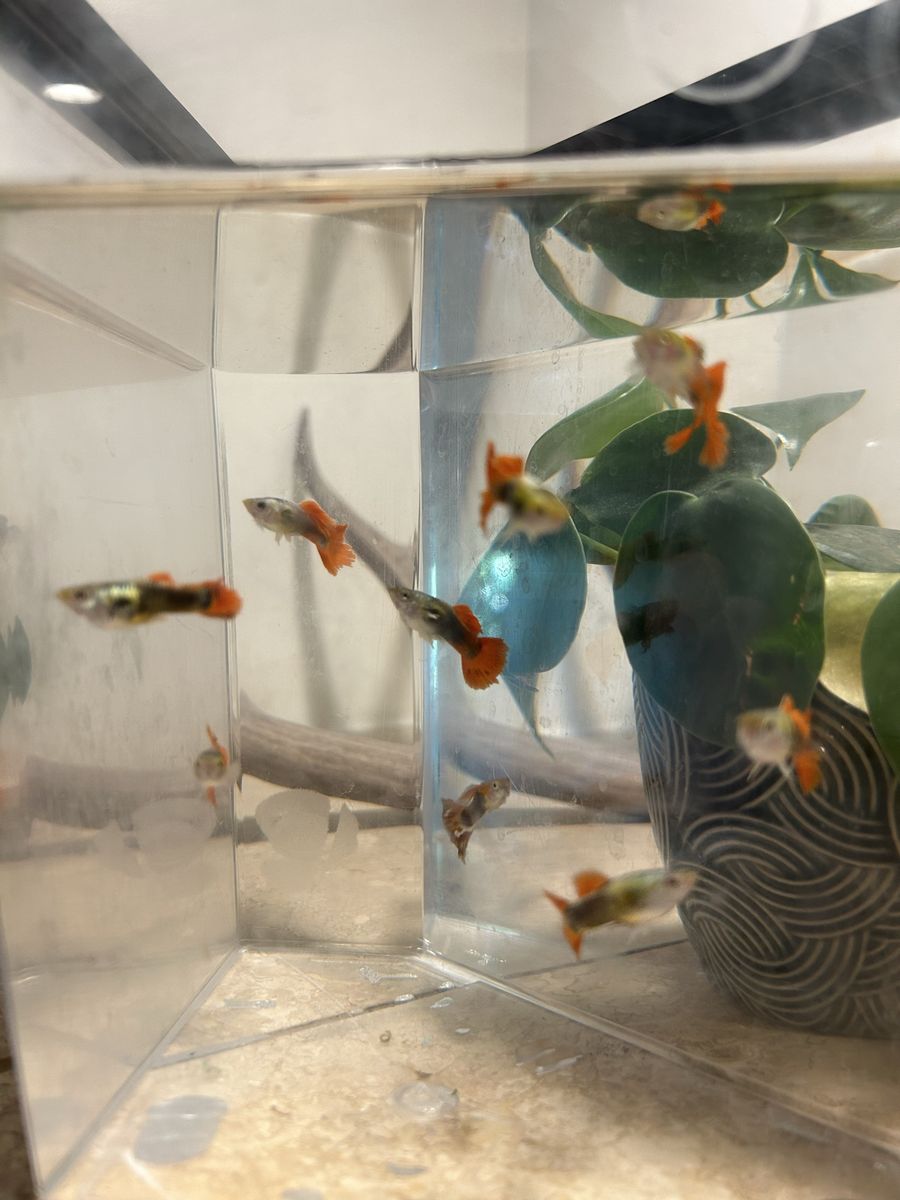 Beautiful Guppies