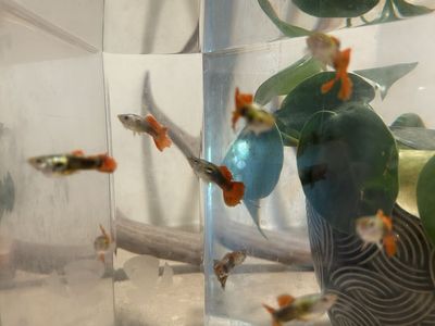 Beautiful Guppies