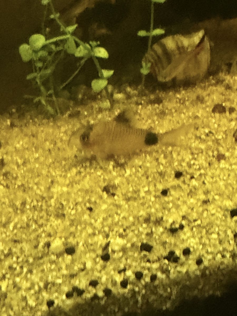 FREE-THREE Panda Cory's