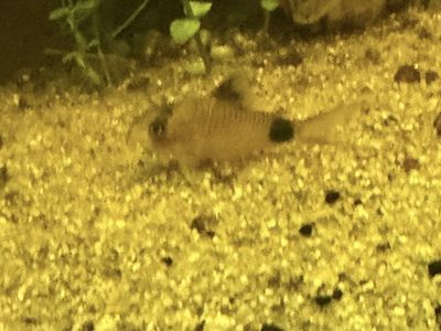 FREE-THREE Panda Cory's