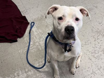 A160900 Queen is Available for Adoption!