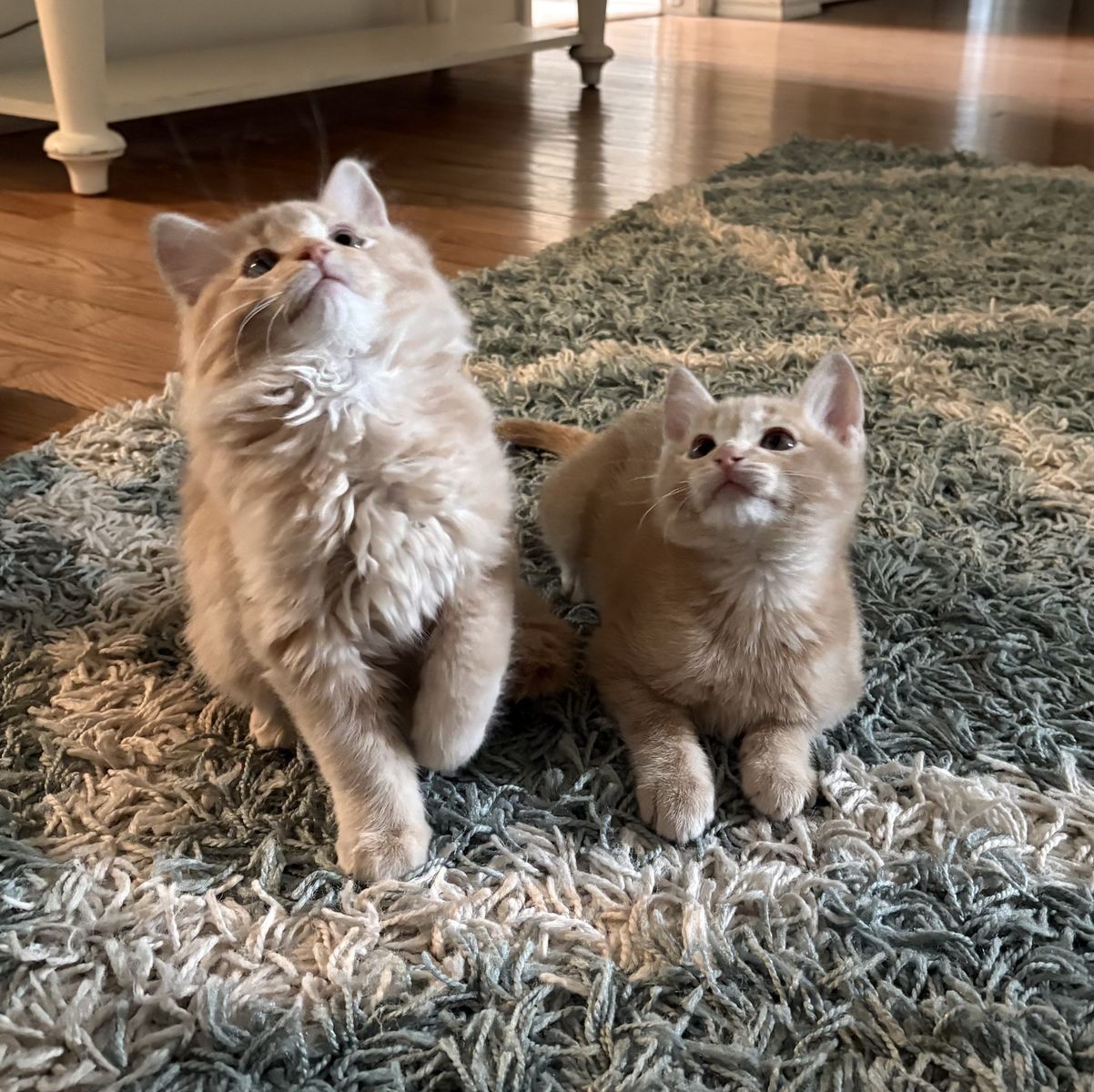 Kittens