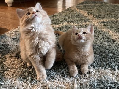 Kittens