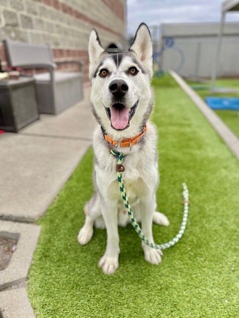 A159026 Neptune is Available for Adoption!