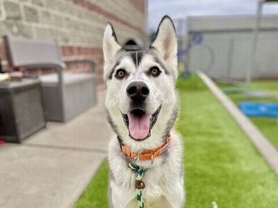 A159026 Neptune is Available for Adoption!