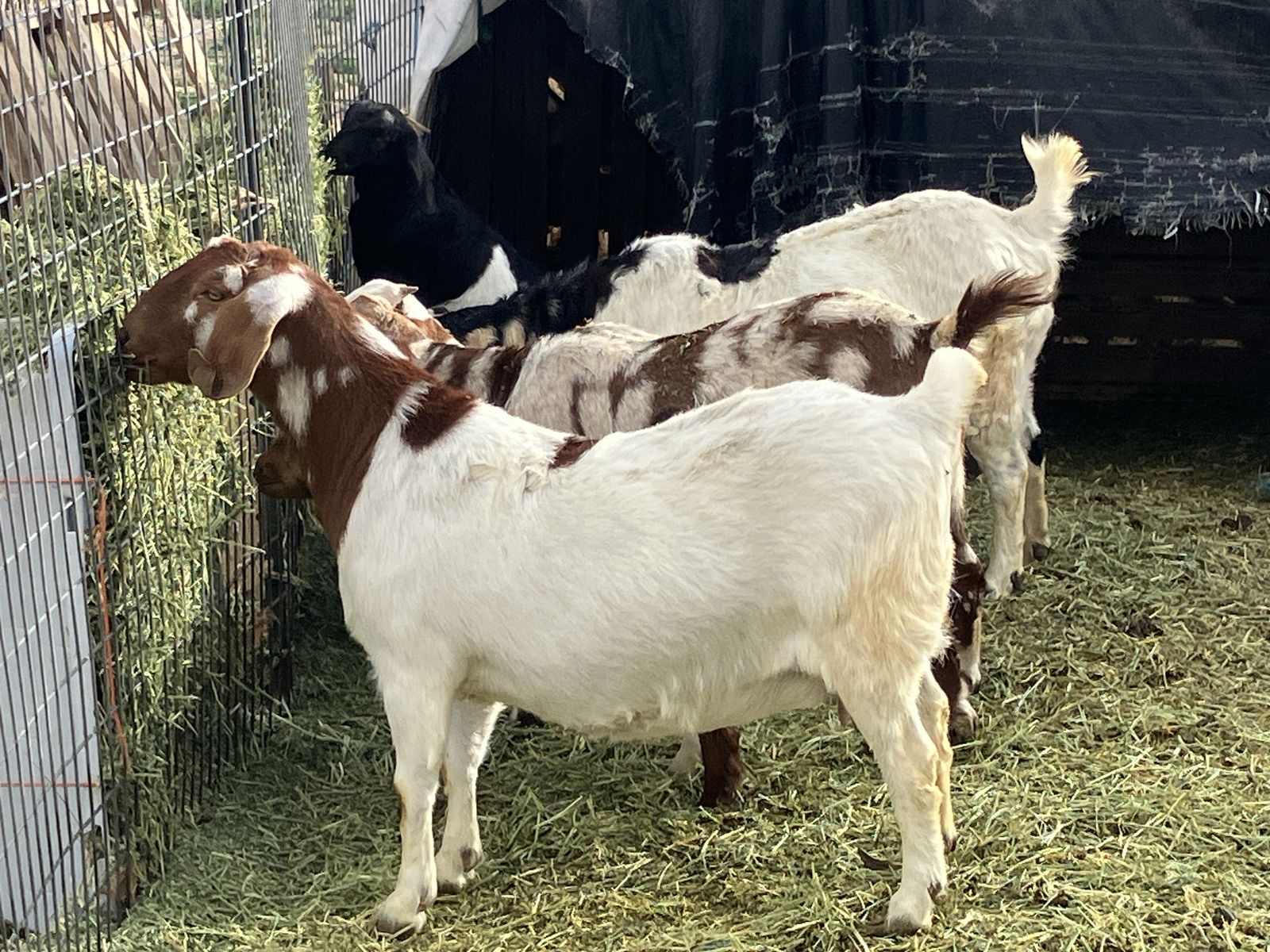 Full Boer does and doelings