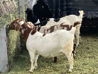 Full Boer does and doelings