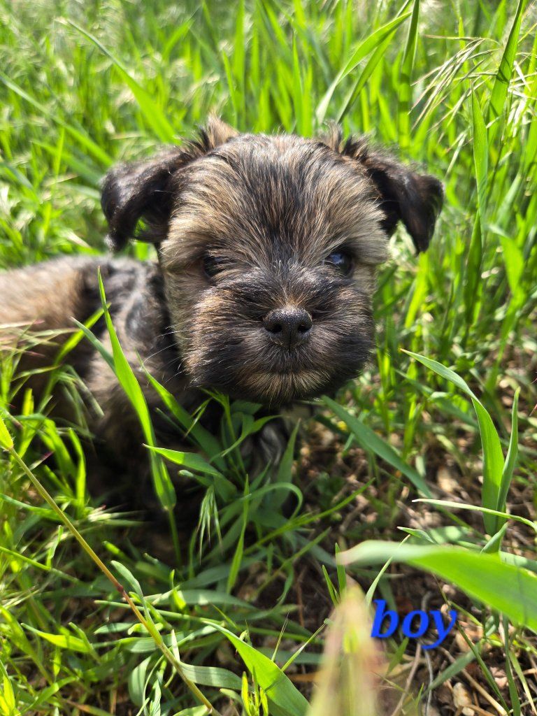Tiny Schnauzer Yorkie puppies