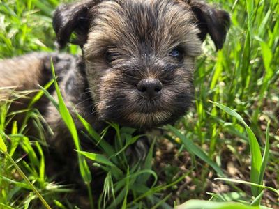 Tiny Schnauzer Yorkie puppies