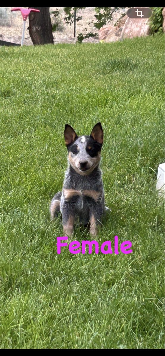 Blue Heeler Pups