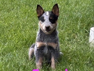 Blue Heeler Pups