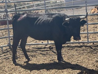 Corriente cows