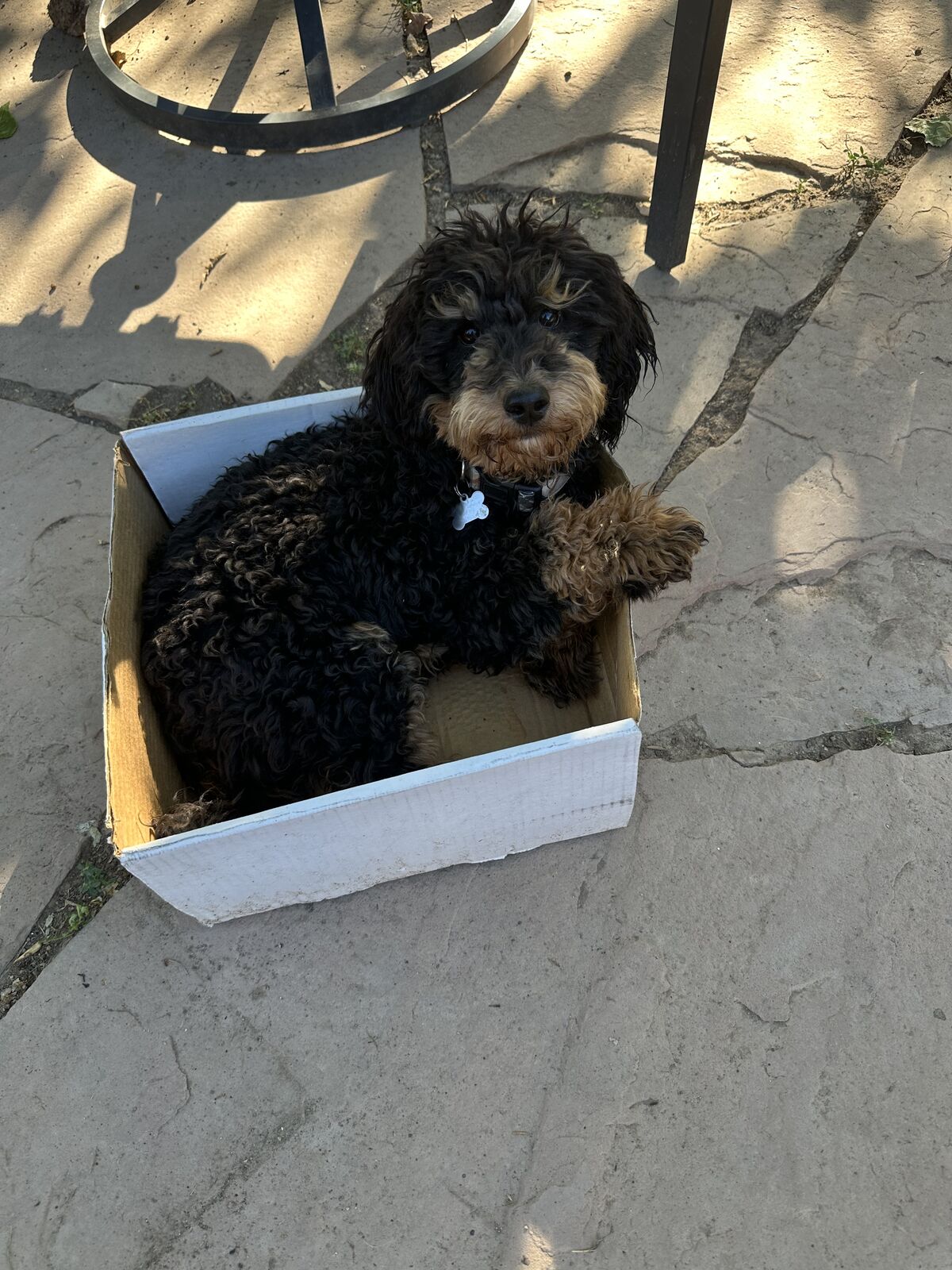 Male Micro Mini Bernedoodle