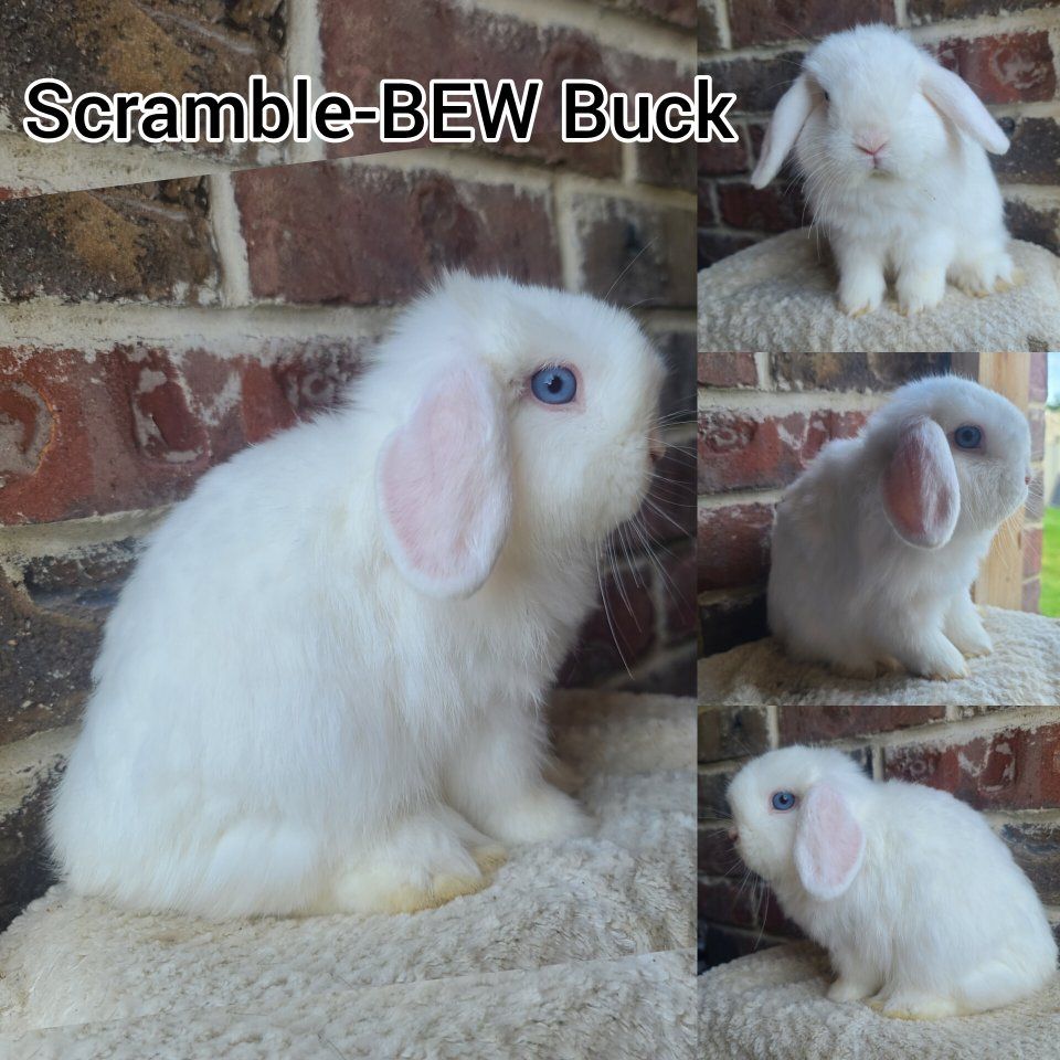 Holland Lop Boy