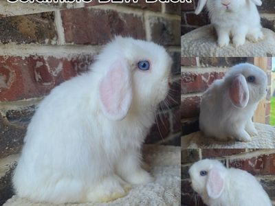 Holland Lop Boy