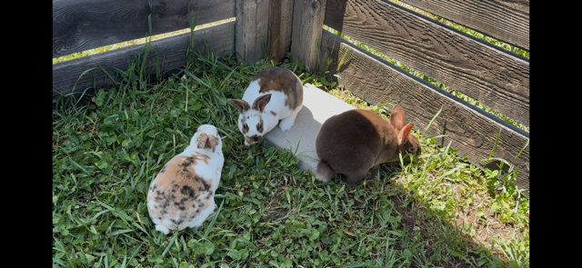 Young Rex Rabbits