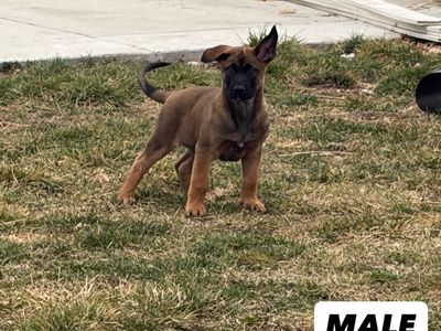 DUTCH SHEPHERD MALINOIS PUPPIES READY TO GO HOME