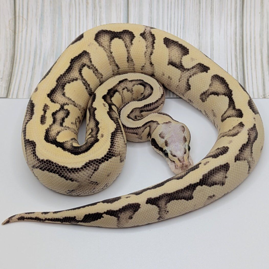2025 Female Superfly Vanilla Ball Python